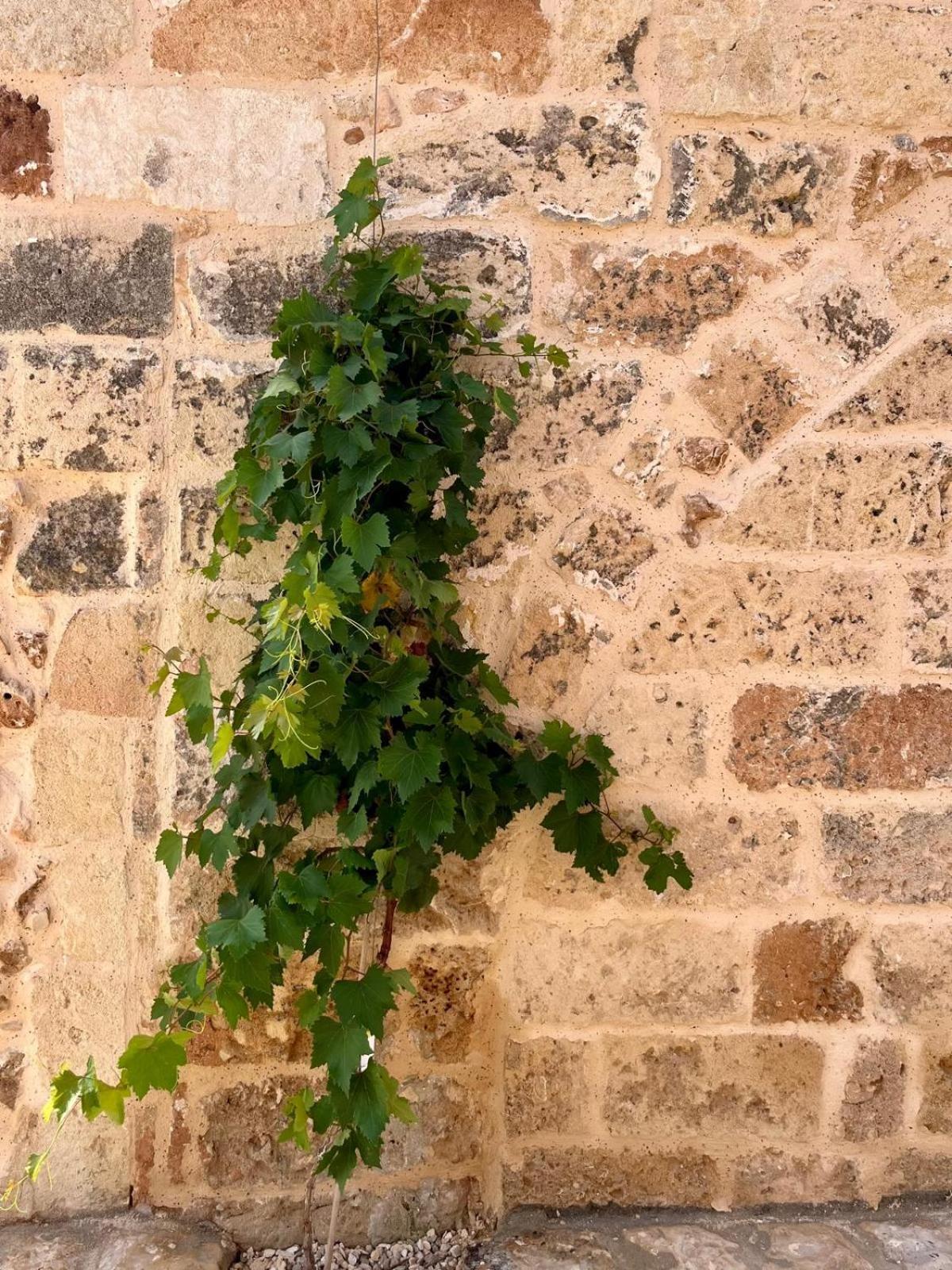 Masseria Voluzzi Копертино Екстериор снимка